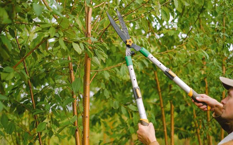 Tree trimming in Greenbush, VA