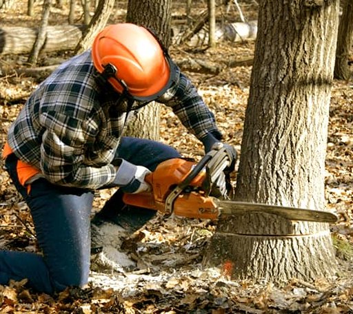Tree Removal in Greenbush, VA